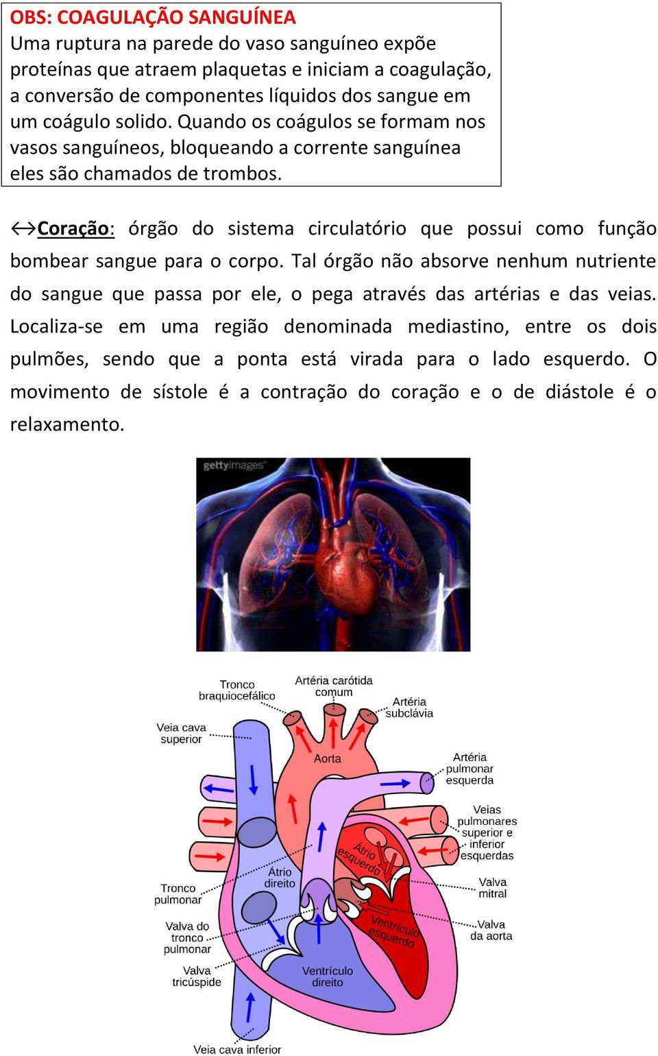 Coração: órgão do sistema circulatório que possui como função bombear sangue para o corpo.