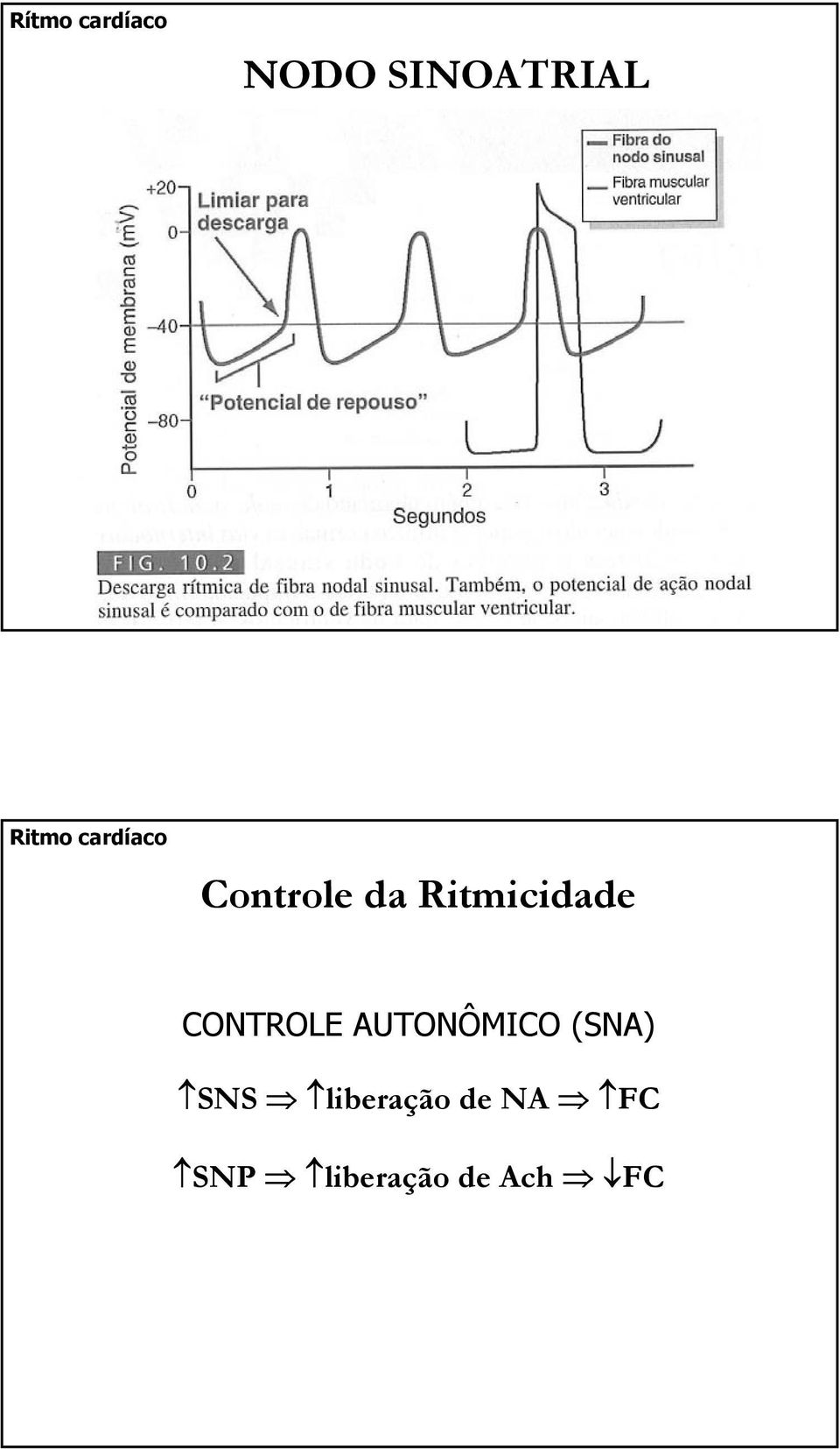 Ritmicidade CONTROLE AUTONÔMICO