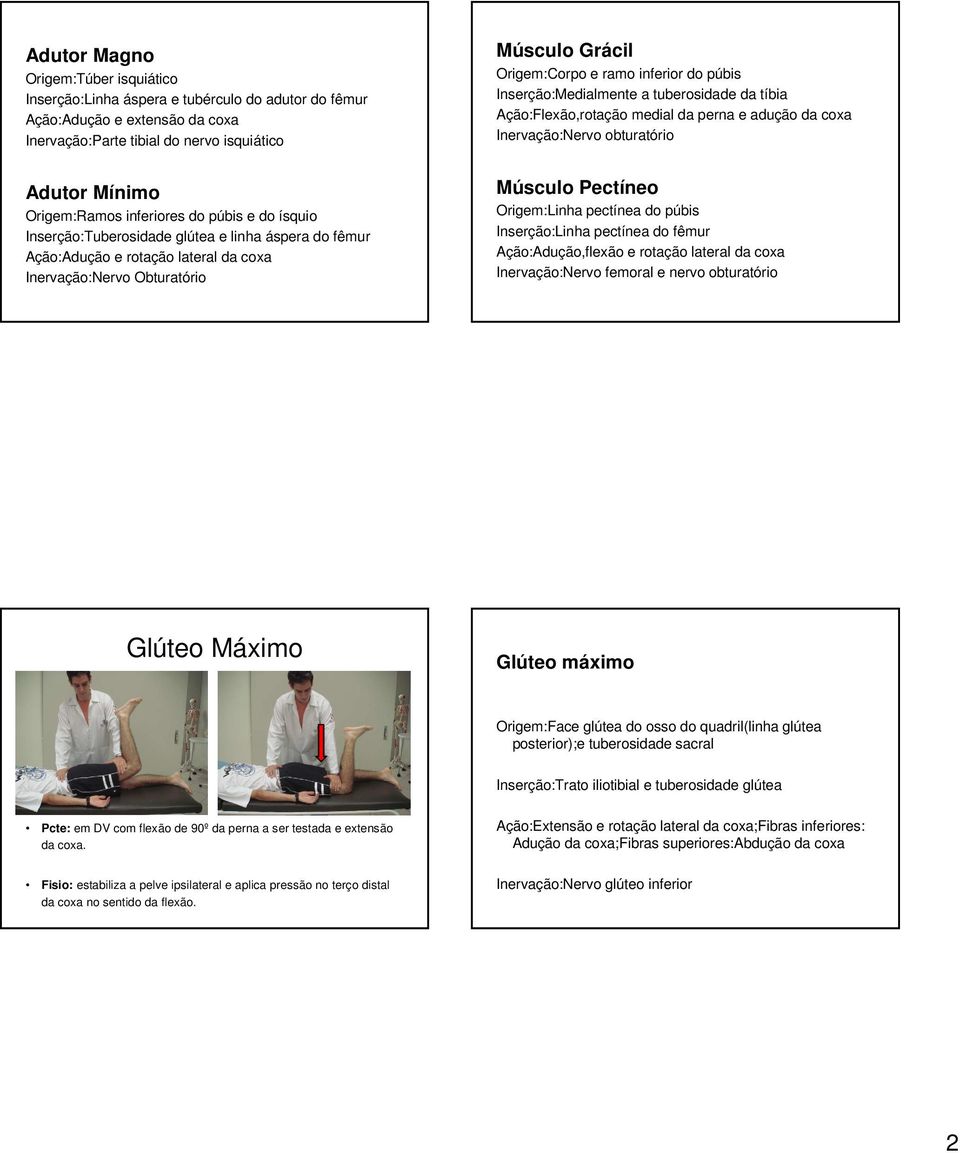 púbis Inserção:Medialmente a tuberosidade da tíbia Ação:Flexão,rotação medial da perna e adução da coxa Inervação:Nervo obturatório Músculo Pectíneo Origem:Linha pectínea do púbis Inserção:Linha