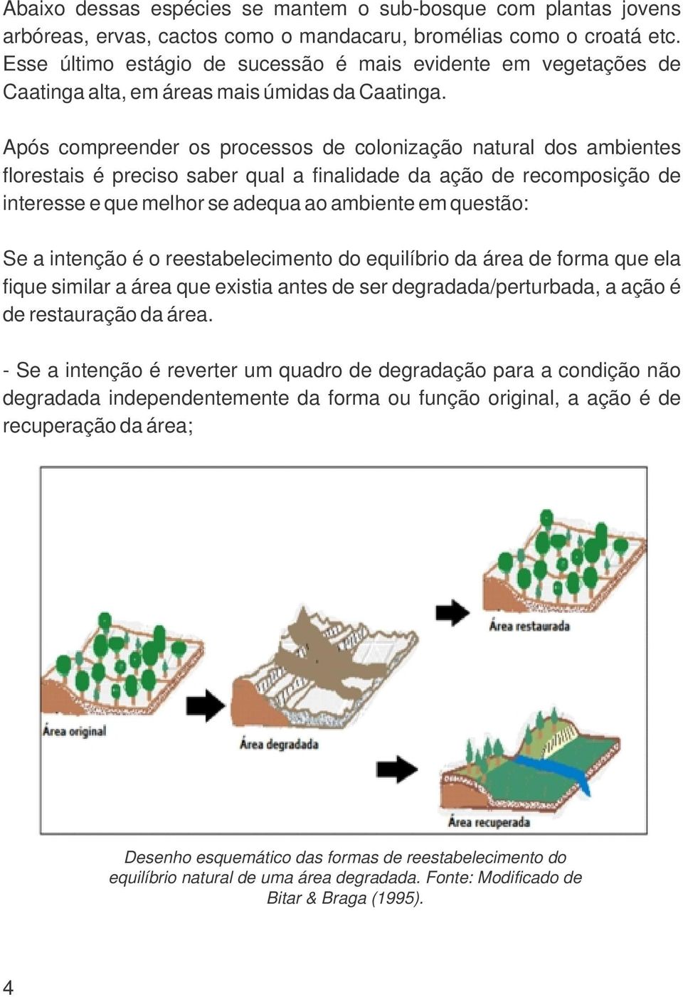 Após compreender os processos de colonização natural dos ambientes florestais é preciso saber qual a finalidade da ação de recomposição de interesse e que melhor se adequa ao ambiente em questão: Se
