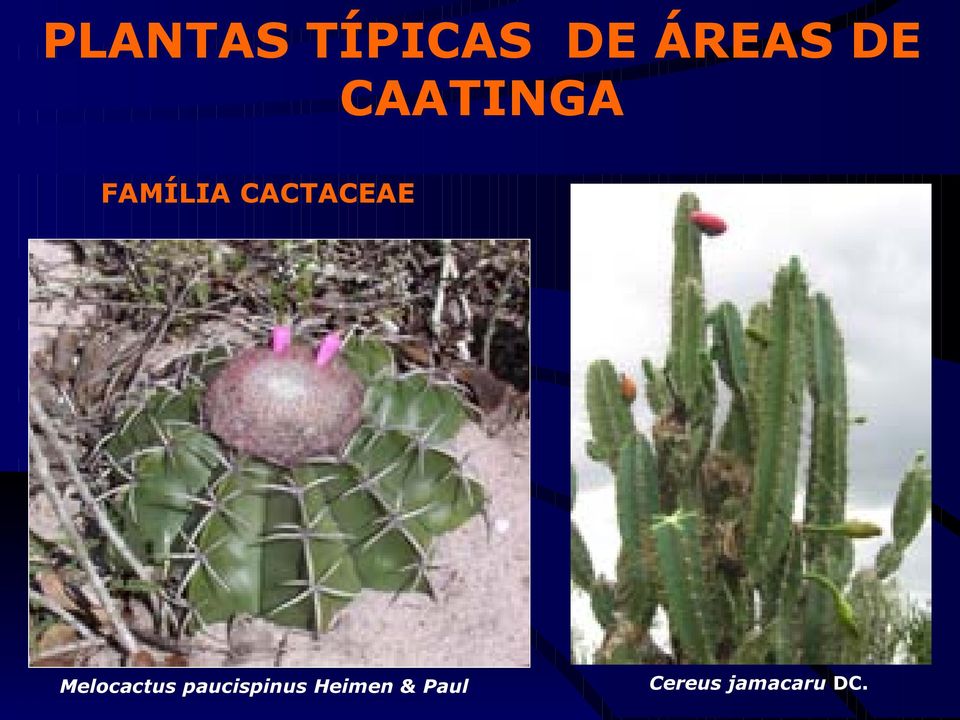 Melocactus paucispinus