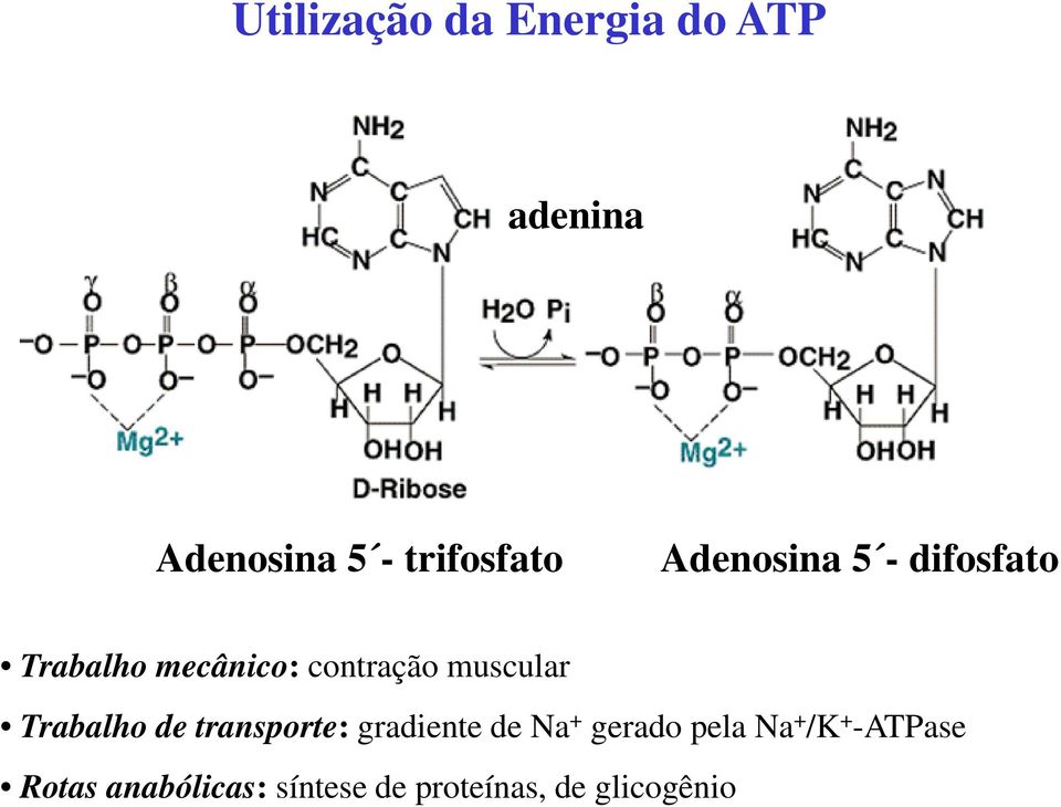 Trabalho de transporte: gradiente de Na + gerado pela Na + /K