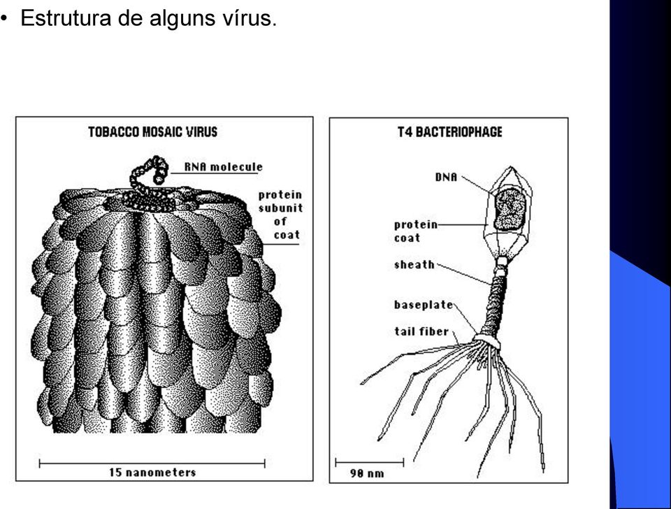 vírus.