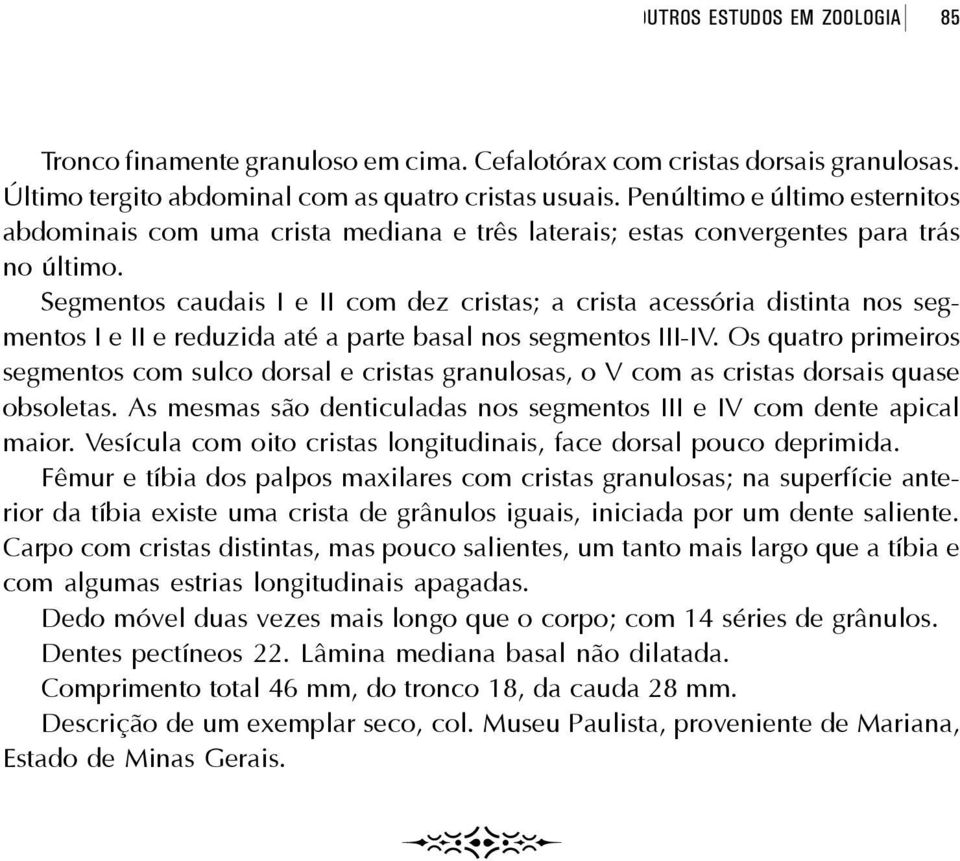 Segmentos caudais I e II com dez cristas; a crista acessória distinta nos segmentos I e II e reduzida até a parte basal nos segmentos III-IV.