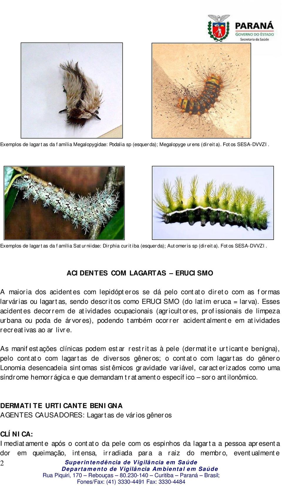 ACIDENTES COM LAGARTAS ERUCISMO A maioria dos acidentes com lepidópteros se dá pelo contato direto com as formas larvárias ou lagartas, sendo descritos como ERUCISMO (do latim eruca = larva).