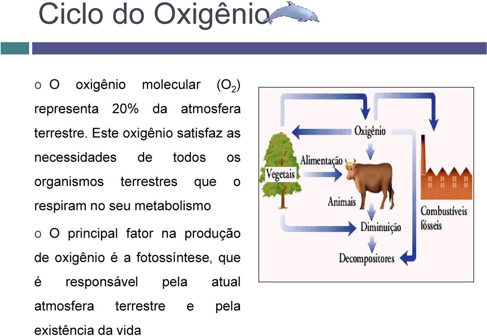 Este oxigênio satisfaz as necessidades de todos os organismos terrestres que o