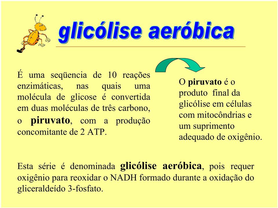 O piruvato é o produto final da glicólise em células com mitocôndrias e um suprimento adequado de