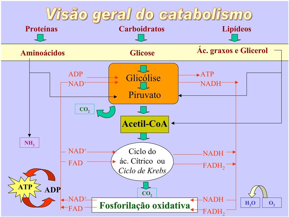 Acetil-CoA NH 3 NAD + FAD Ciclo do ác.