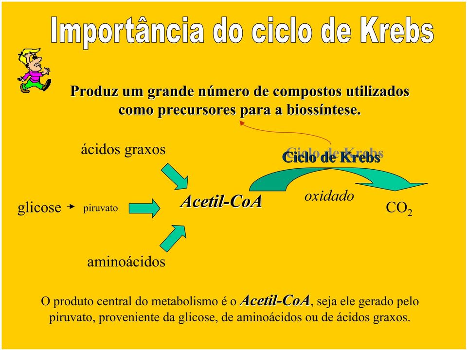 glicose ácidos graxos piruvato Ciclo de de Krebs Acetil-CoA oxidado CO 2