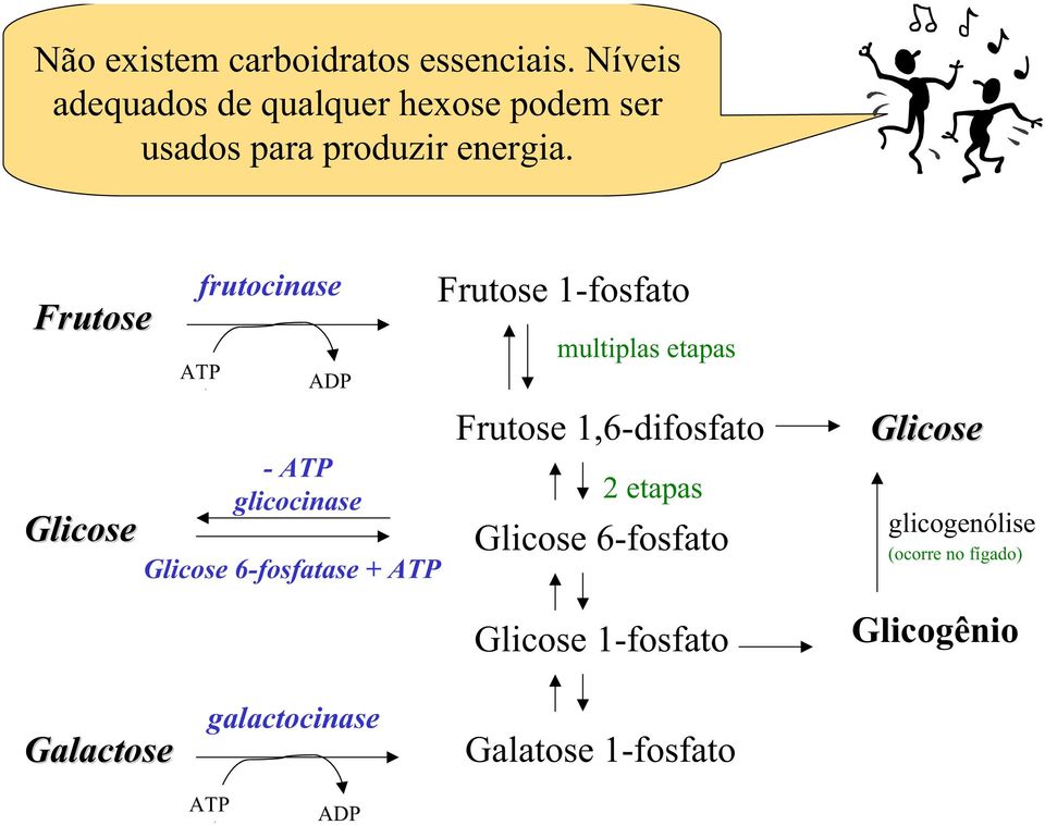 Frutose Glicose frutocinase ATP ADP -ATP glicocinase Glicose 6-fosfatase + ATP Frutose 1-fosfato