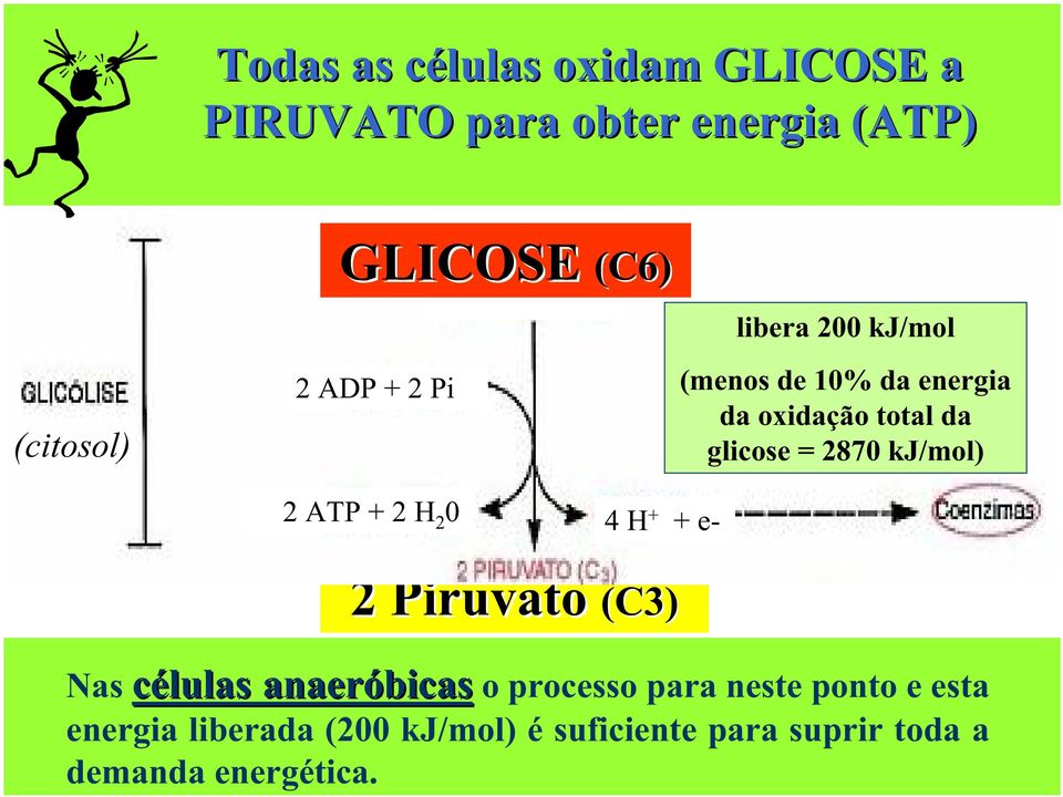 + 2 H 2 0 4 H + + e- 2 Piruvato (C3) Nas células anaeróbicas células anaeróbicas o processo para