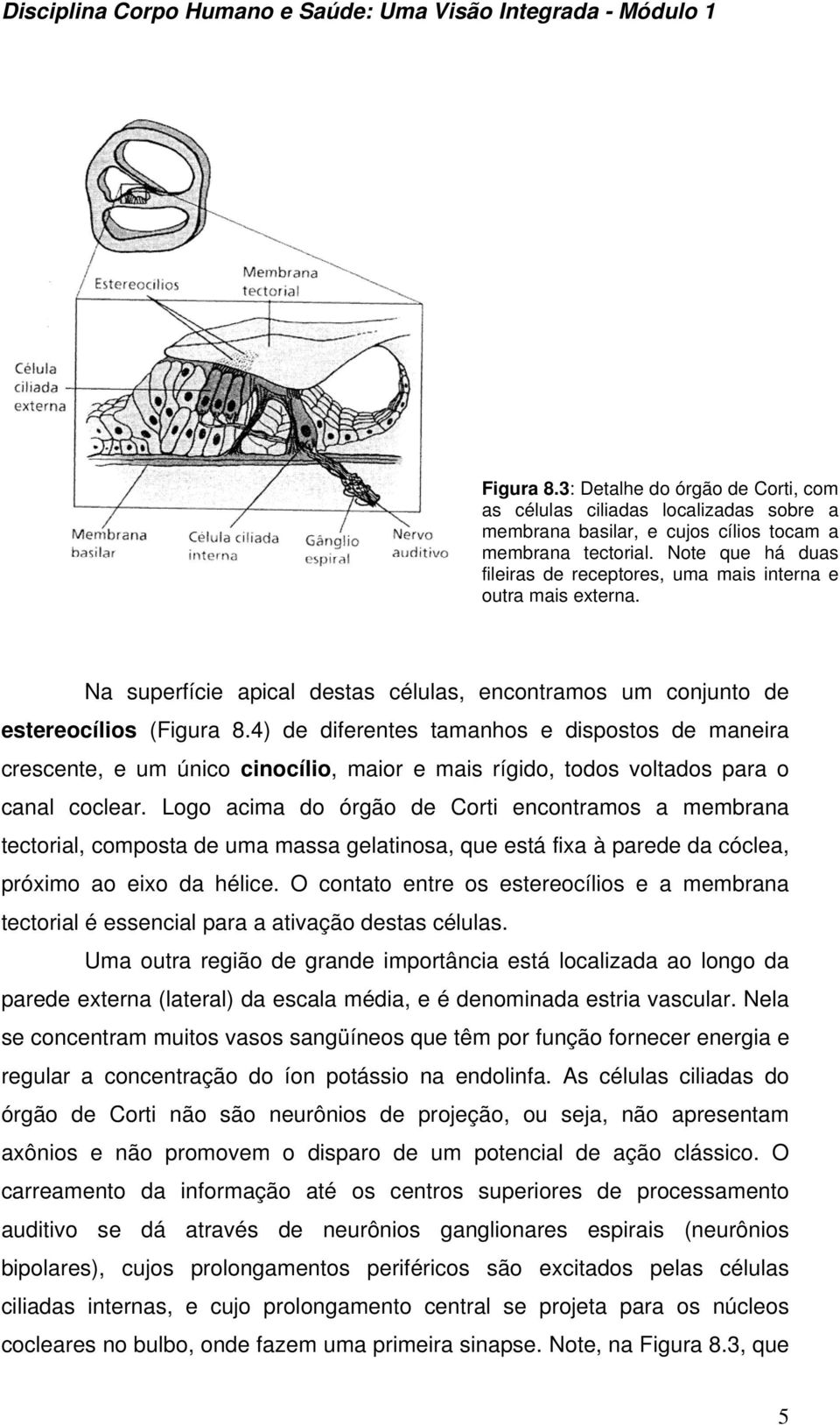 4) de diferentes tamanhos e dispostos de maneira crescente, e um único cinocílio, maior e mais rígido, todos voltados para o canal coclear.