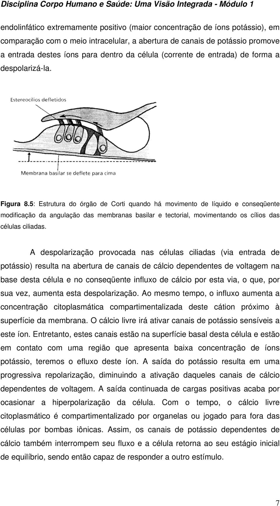 5: Estrutura do órgão de Corti quando há movimento de líquido e conseqüente modificação da angulação das membranas basilar e tectorial, movimentando os cílios das células ciliadas.