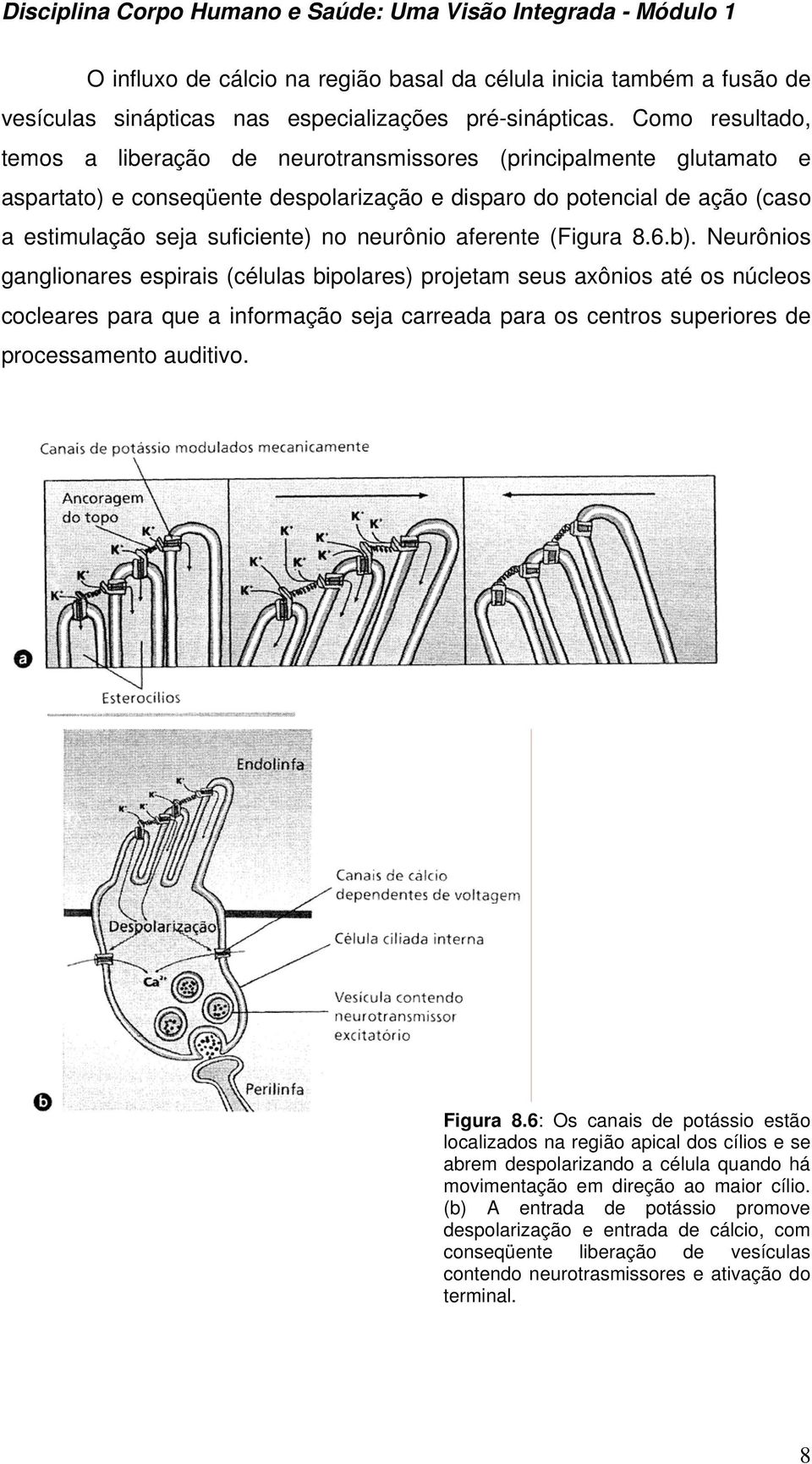 neurônio aferente (Figura 8.6.b).