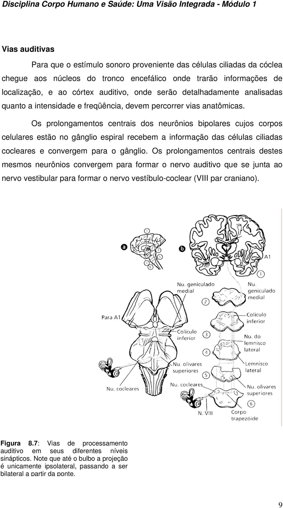 Os prolongamentos centrais dos neurônios bipolares cujos corpos celulares estão no gânglio espiral recebem a informação das células ciliadas cocleares e convergem para o gânglio.