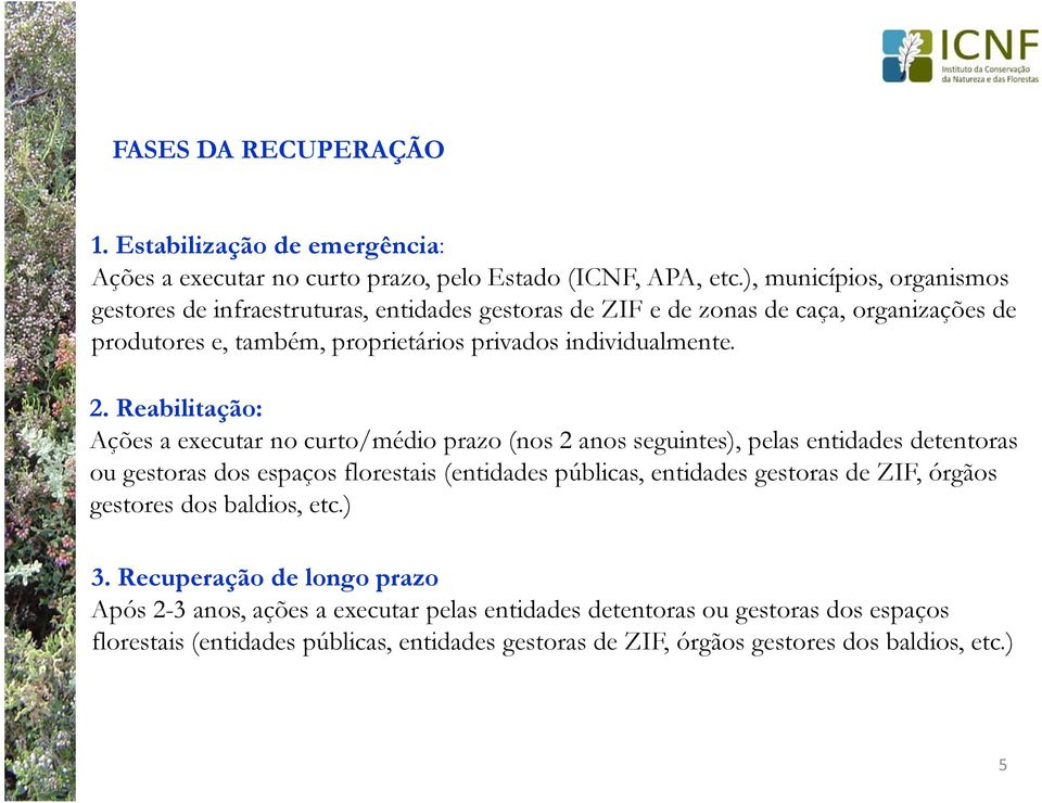 Reabilitação: Ações a executar no curto/médio prazo (nos 2 anos seguintes), pelas entidades detentoras ou gestoras dos espaços florestais (entidades públicas, entidades gestoras de