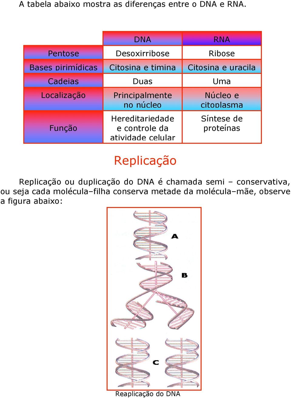 Hereditariedade e controle da atividade celular Replicação RNA Ribose Citosina e uracila Uma Núcleo e citoplasma