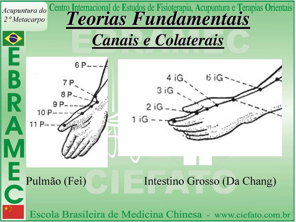 Pulmão (Fei)