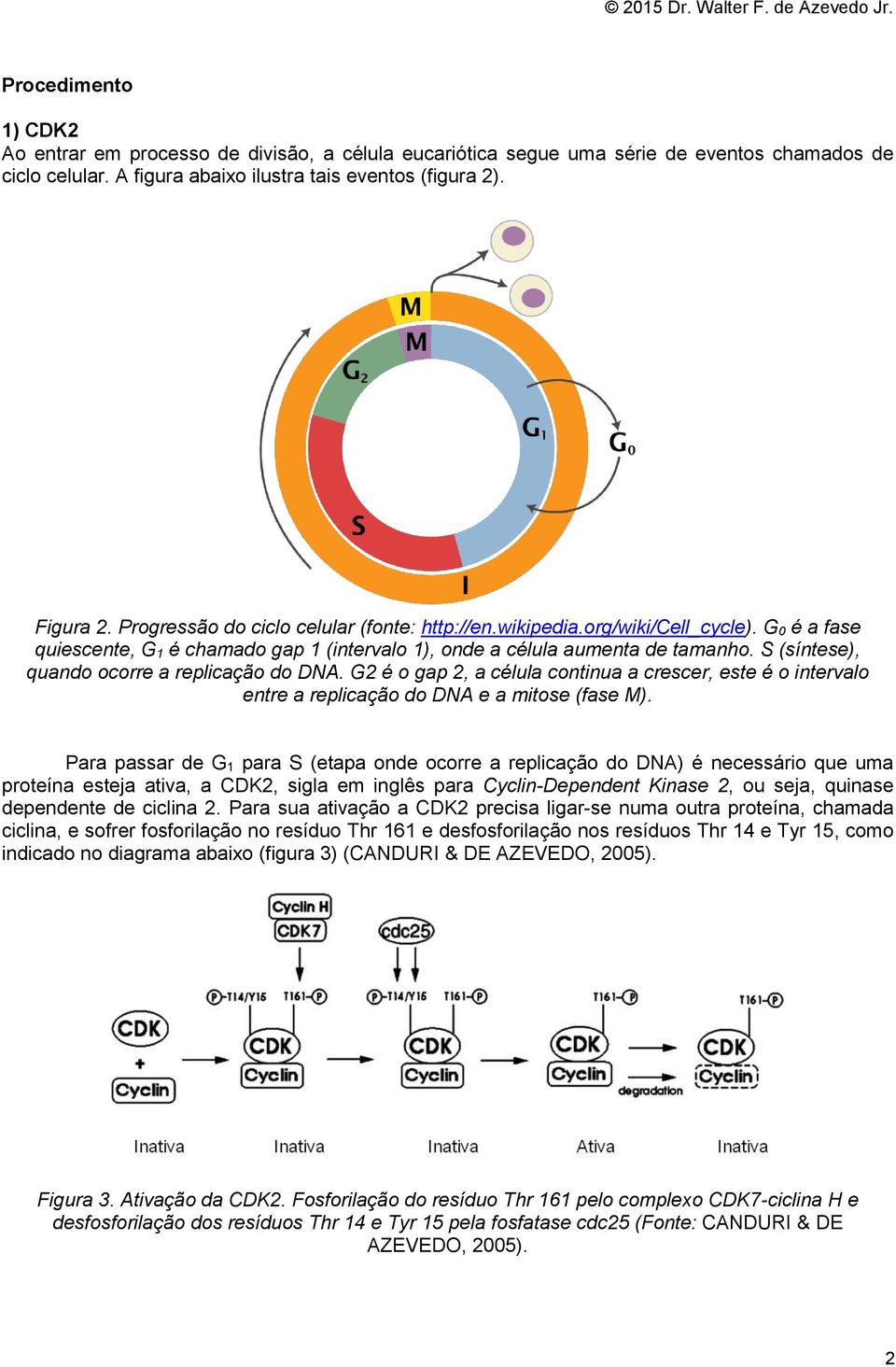 S (síntese), quando ocorre a replicação do DNA. G2 é o gap 2, a célula continua a crescer, este é o intervalo entre a replicação do DNA e a mitose (fase M).