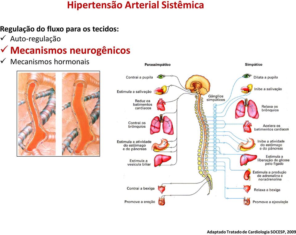 Mecanismos hormonais Hipertensão Arterial