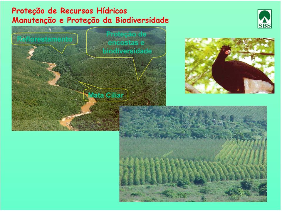 Biodiversidade Reflorestamento