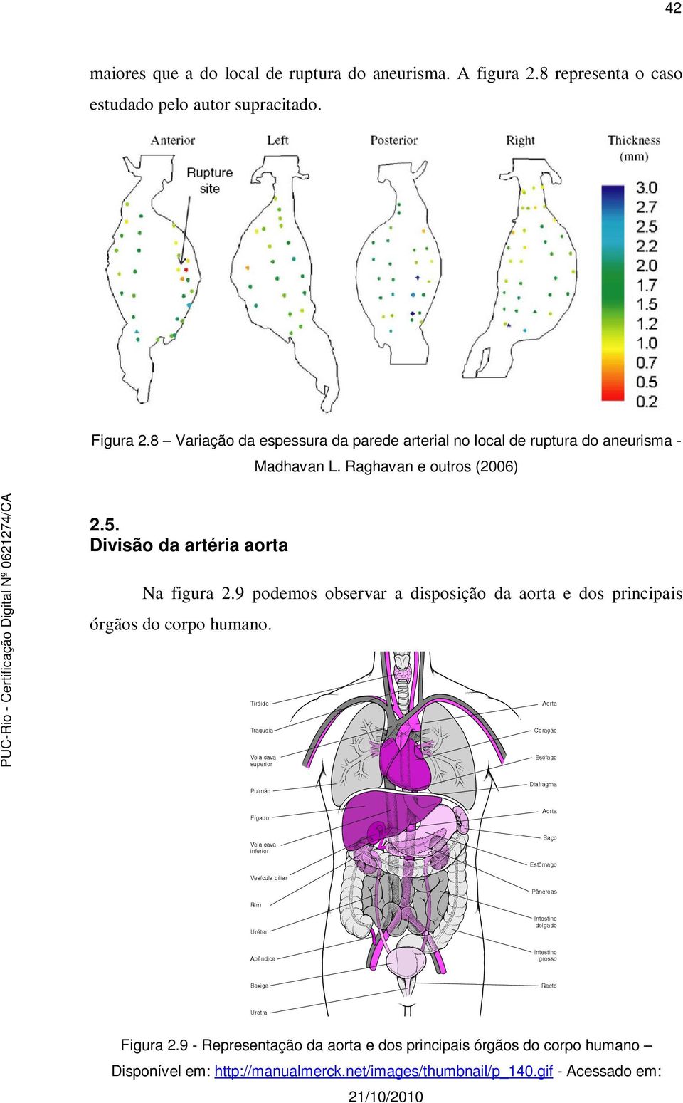 Divisão da artéria aorta Na figura 2.9 podemos observar a disposição da aorta e dos principais órgãos do corpo humano. Figura 2.