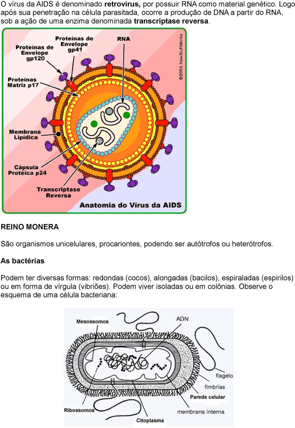 transcriptase reversa. REINO MONERA São organismos unicelulares, procariontes, podendo ser autótrofos ou heterótrofos.