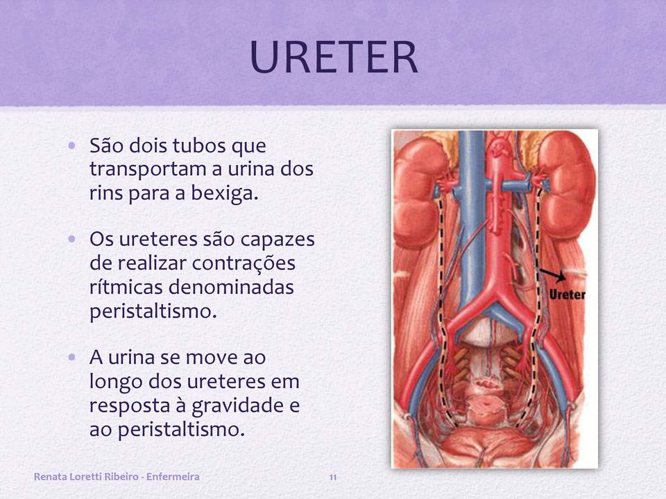 Os ureteres são capazes de realizar contrações rítmicas