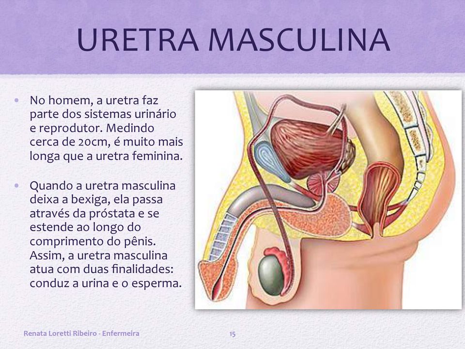 Quando a uretra masculina deixa a bexiga, ela passa através da próstata e se estende ao