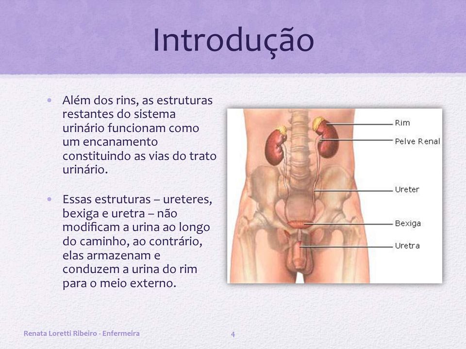 Essas estruturas ureteres, bexiga e uretra não modificam a urina ao longo