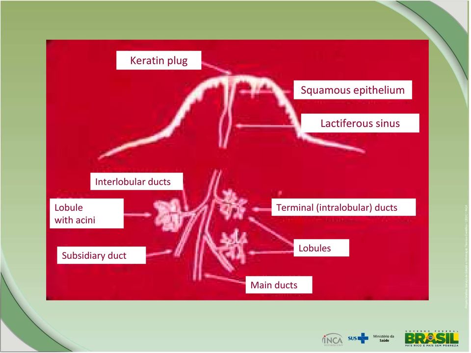 Lobule with acini Subsidiary duct