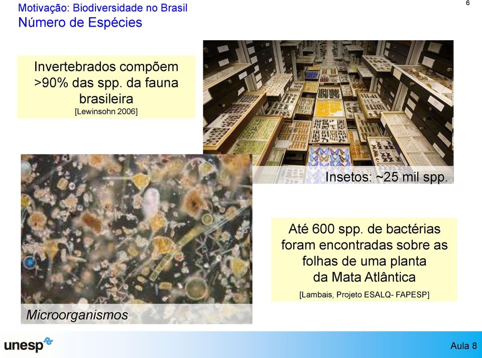 da fauna brasileira [Lewinsohn 2006] Insetos: ~25 mil spp.