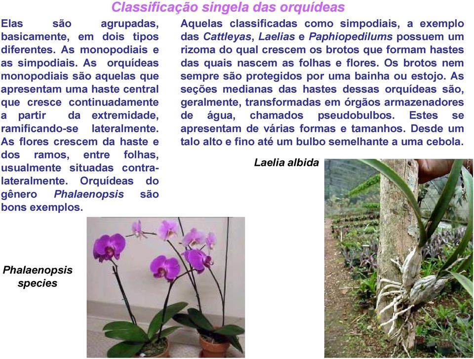 As flores crescem da haste e dos ramos, entre folhas, usualmente situadas contralateralmente. Orquídeas do gênero Phalaenopsis são bons exemplos.