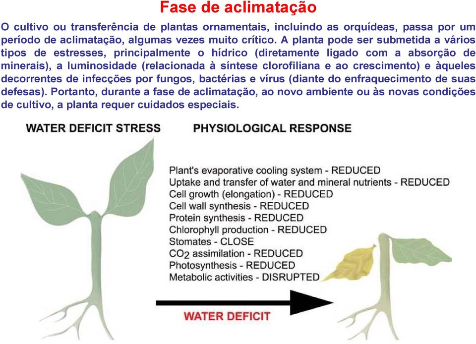 A planta pode ser submetida a vários tipos de estresses, principalmente o hídrico (diretamente ligado com a absorção de minerais), a luminosidade