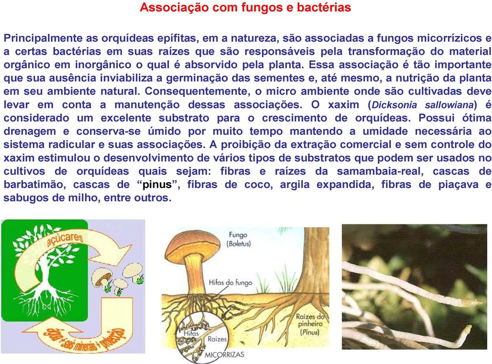 Essa associação é tão importante que sua ausência inviabiliza a germinação das sementes e, até mesmo, a nutrição da planta em seu ambiente natural.