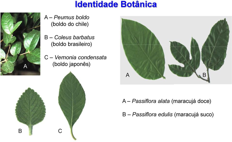 condensata (boldo japonês) A B A Passiflora alata