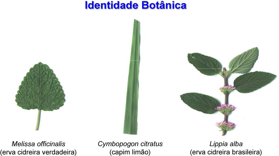 verdadeira) Cymbopogon citratus