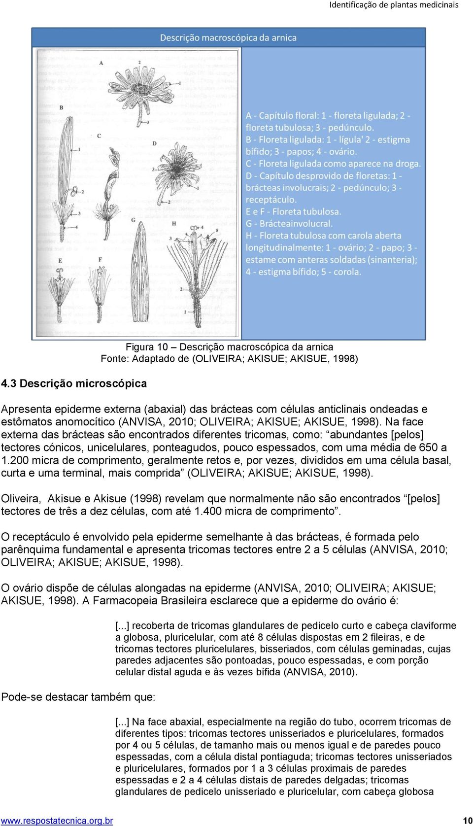 ondeadas e estômatos anomocítico (ANVISA, 2010; OLIVEIRA; AKISUE; AKISUE, 1998).
