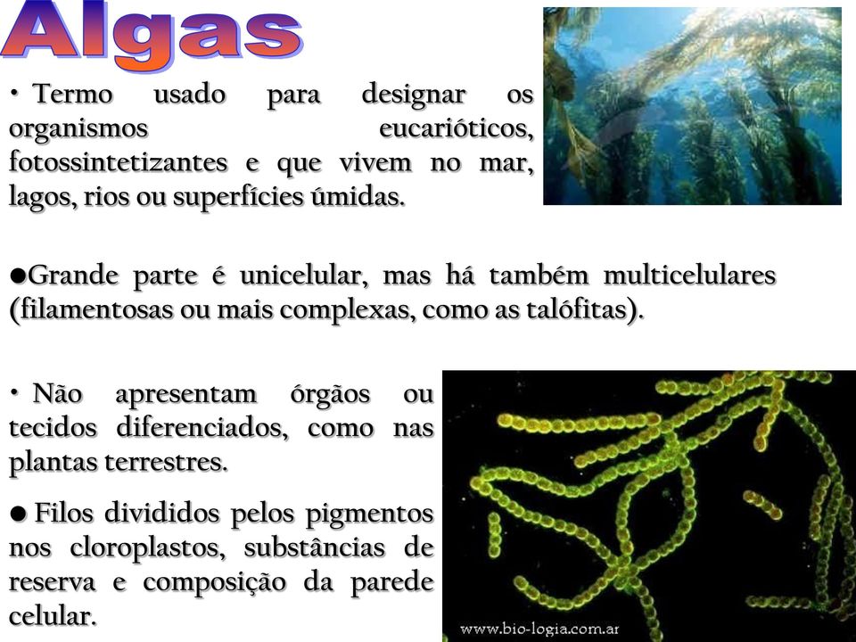 Grande parte é unicelular, mas há também multicelulares (filamentosas ou mais complexas, como as