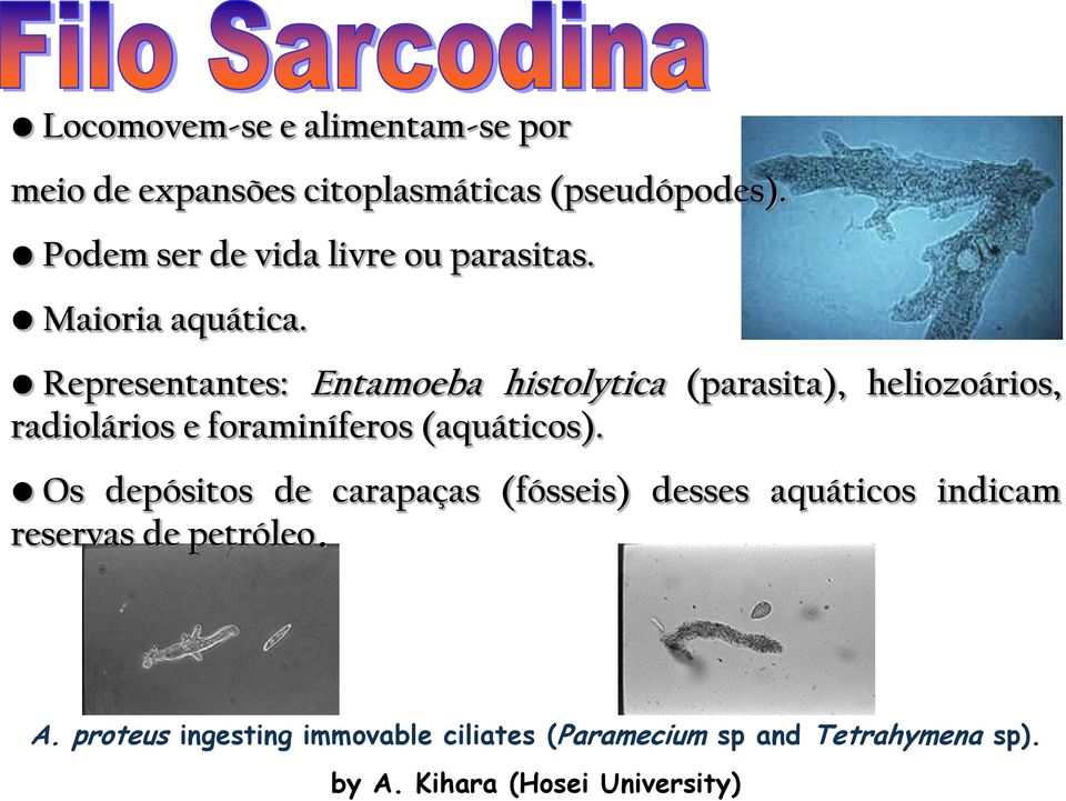 Representantes: Entamoeba histolytica (parasita), heliozoários, radiolários e foraminíferos (aquáticos).
