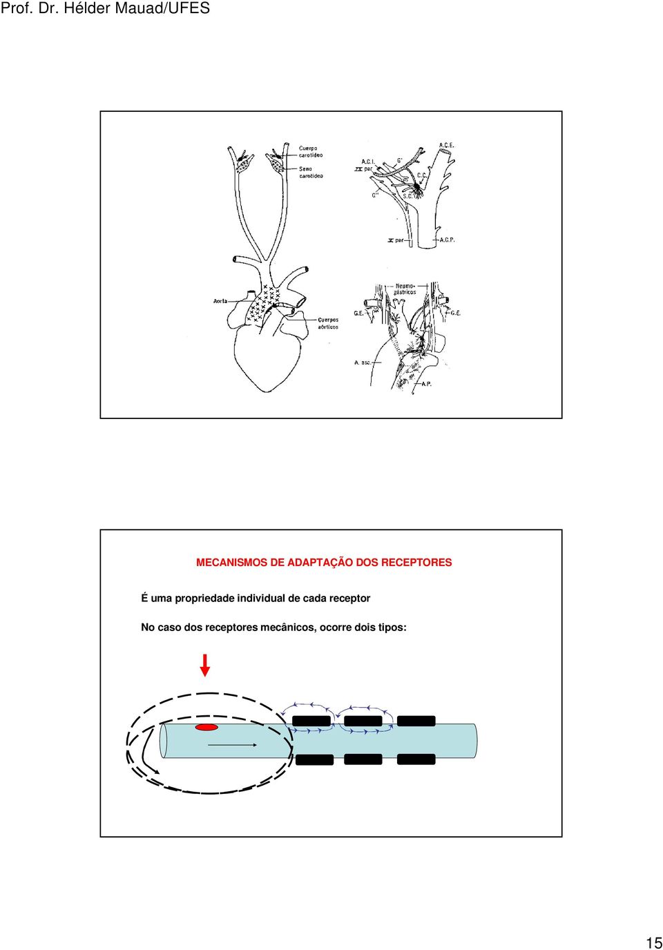 individual de cada receptor No