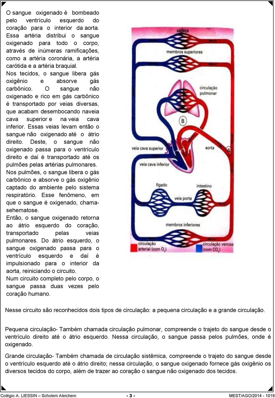 Nos tecidos, o sangue libera gás oxigênio e absorve gás carbônico.