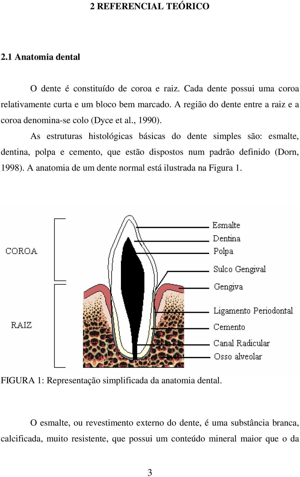 As estruturas histológicas básicas do dente simples são: esmalte, dentina, polpa e cemento, que estão dispostos num padrão definido (Dorn, 1998).