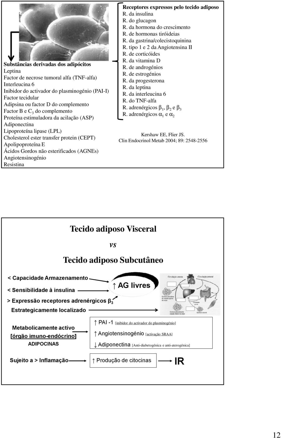 adrenérgicos α1 e α2 Substâncias derivadas dos adipócitos Leptina Factor de necrose tumoral alfa (TNF-alfa) Interleucina 6 Inibidor do activador do plasminogénio (PAI-I) Factor tecidular Adipsina ou