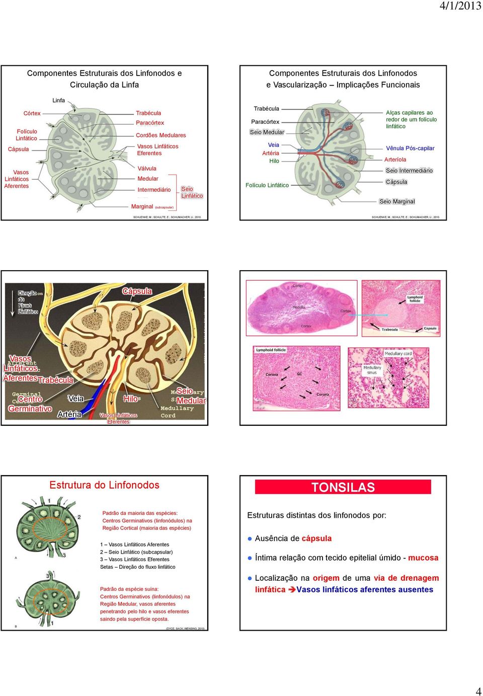 Folículo Linfático Alças capilares ao redor de um folículo linfático Vênula Pós-capilar Arteríola Seio Intermediário Cápsula Seio Marginal SCHUENKE, M.; SCHULTE, E.; SCHUMACHER, U.; 2010.