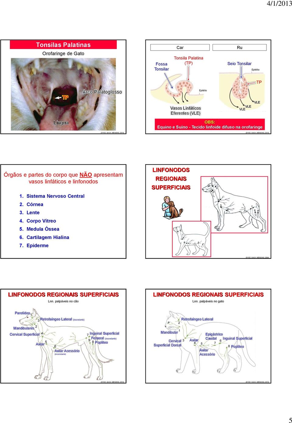 Medula Óssea 6. Cartilagem Hialina 7. Epiderme LINFONODOS REGIONAIS SUPERFICIAIS (DYCE; SACK; WENSING, 2004) LINFONODOS REGIONAIS SUPERFICIAIS Lnn.