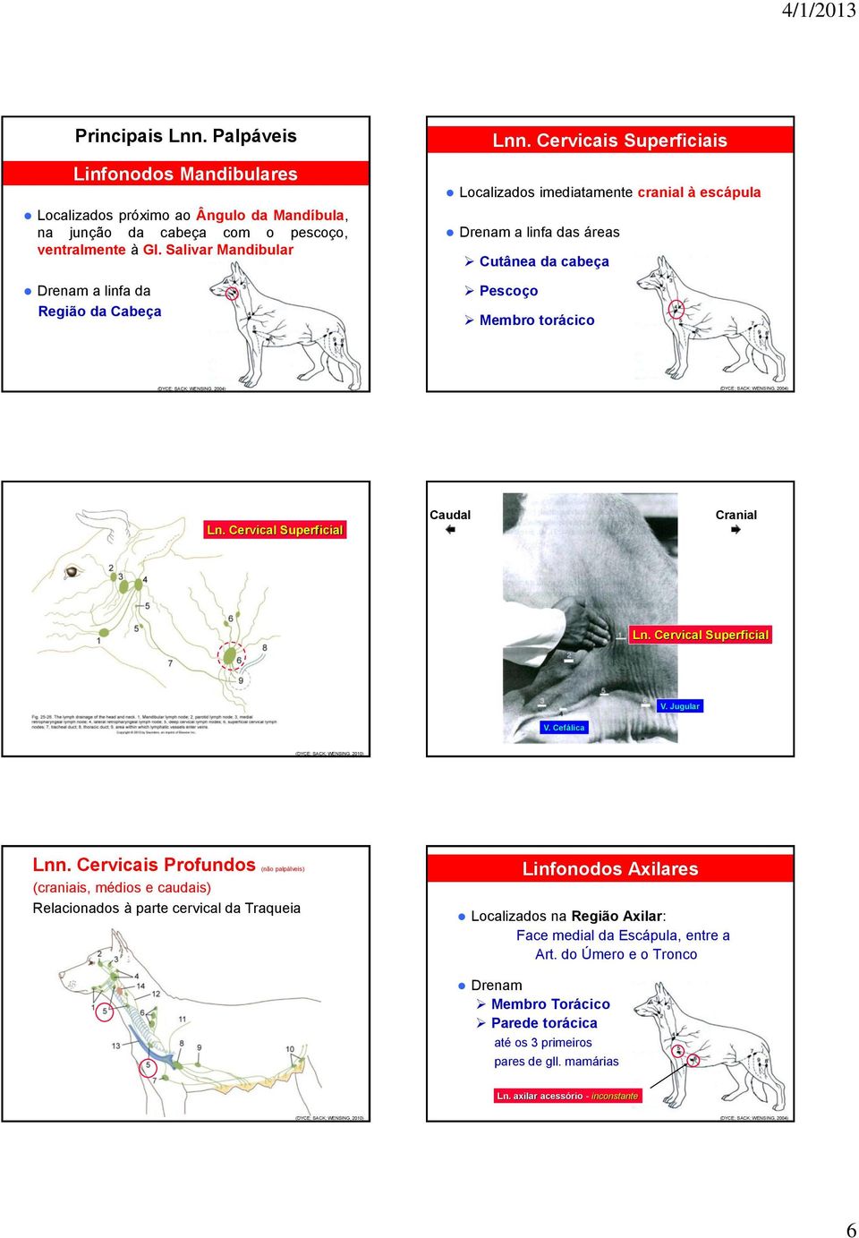 Cervicais Superficiais Localizados imediatamente cranial à escápula Drenam a linfa das áreas Cutânea da cabeça Pescoço Membro torácico (DYCE; SACK; WENSING, 2004) (DYCE; SACK; WENSING, 2004) Ln.