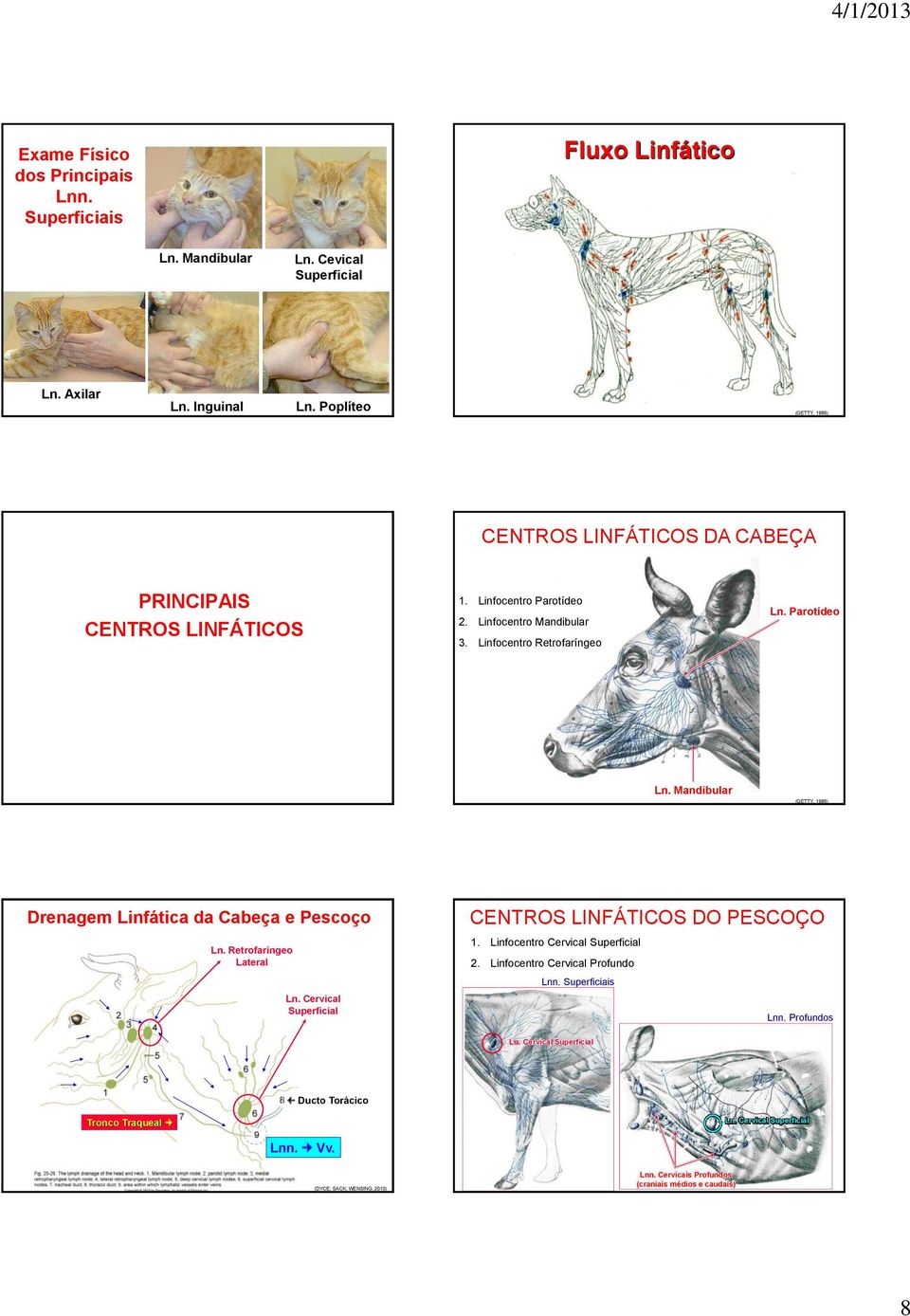 Parotídeo Ln. Mandibular (GETTY, 1986) Drenagem Linfática da Cabeça e Pescoço Ln. Retrofaríngeo Lateral Ln. Cervical Superficial CENTROS LINFÁTICOS DO PESCOÇO 1.