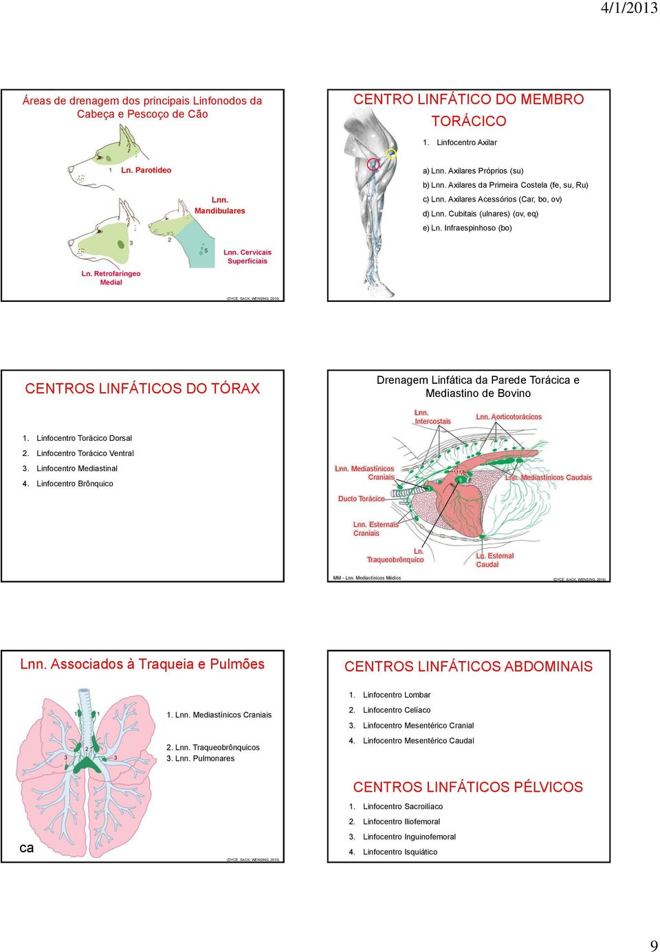 Cervicais Superficiais CENTROS LINFÁTICOS DO TÓRAX Drenagem Linfática da Parede Torácica e Mediastino de Bovino Lnn. Intercostais Lnn. Aorticotorácicos 1. Linfocentro Torácico Dorsal 2.