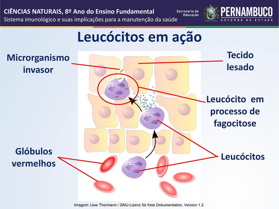 Glóbulos vermelhos Leucócitos Imagem: Uwe